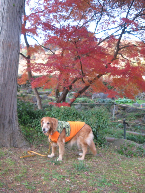 ファイル 172-3.jpg