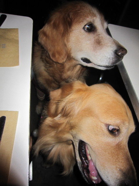 ファイル 1723-1.jpg