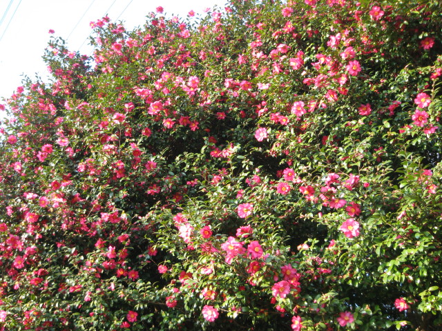 ファイル 173-5.jpg