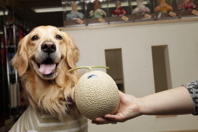 ファイル 1731-1.jpg