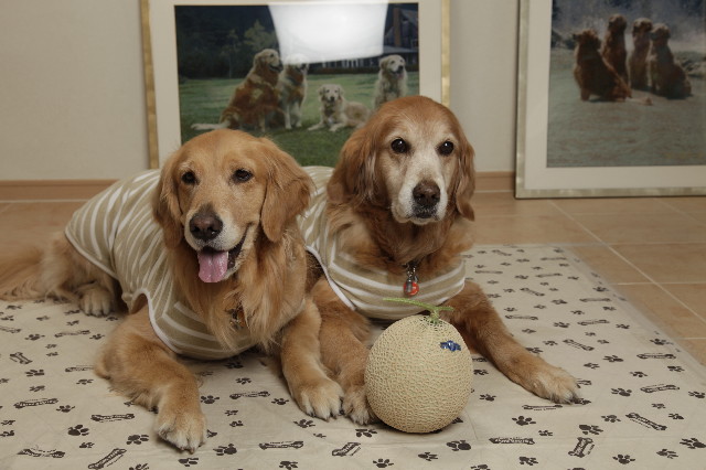 ファイル 1731-4.jpg