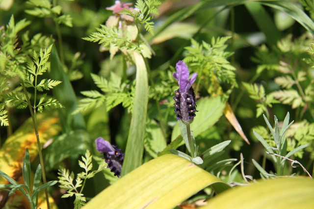 ファイル 1749-2.jpg