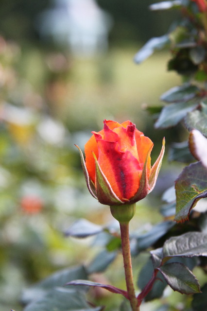 ファイル 1759-4.jpg