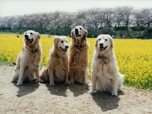 ファイル 1764-5.jpg