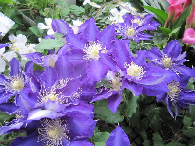 ファイル 1769-3.jpg