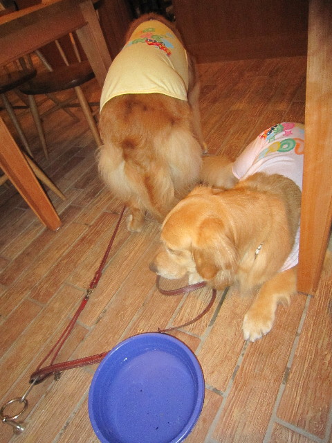 ファイル 1785-2.jpg