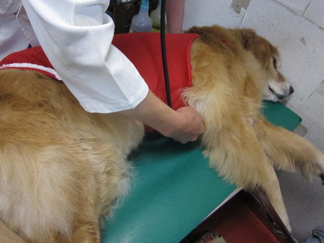 ファイル 1796-1.jpg