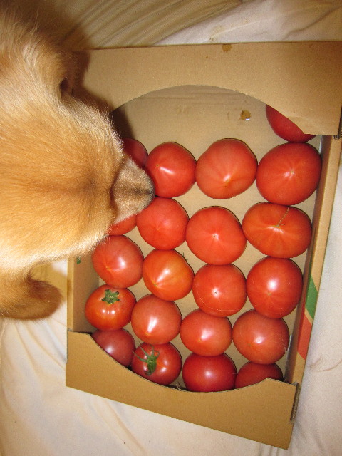 ファイル 1811-5.jpg