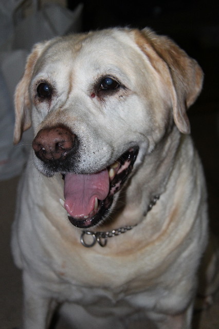 ファイル 1815-5.jpg