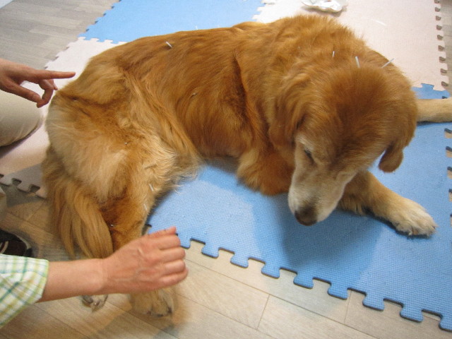 ファイル 1816-1.jpg