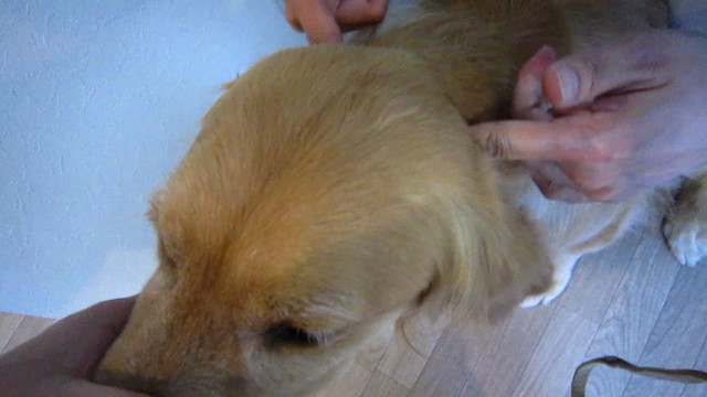 ファイル 1816-4.jpg