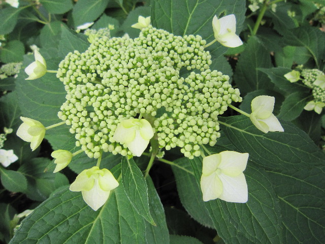 ファイル 1820-3.jpg