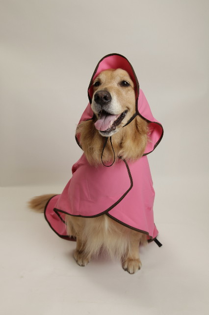 ファイル 1824-1.jpg