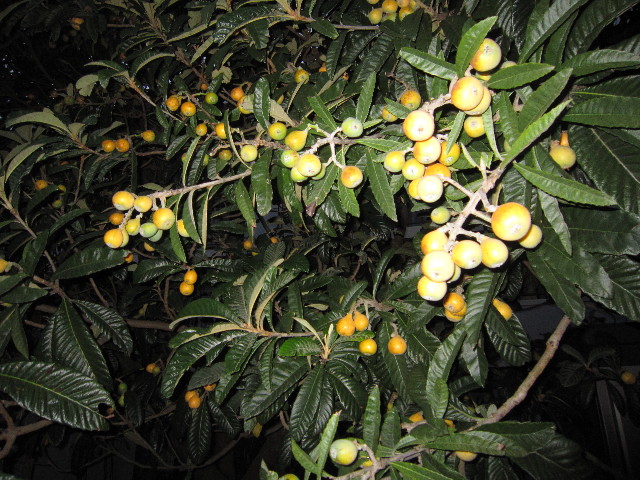 ファイル 1826-3.jpg