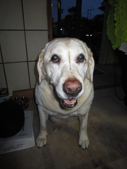 ファイル 1826-5.jpg