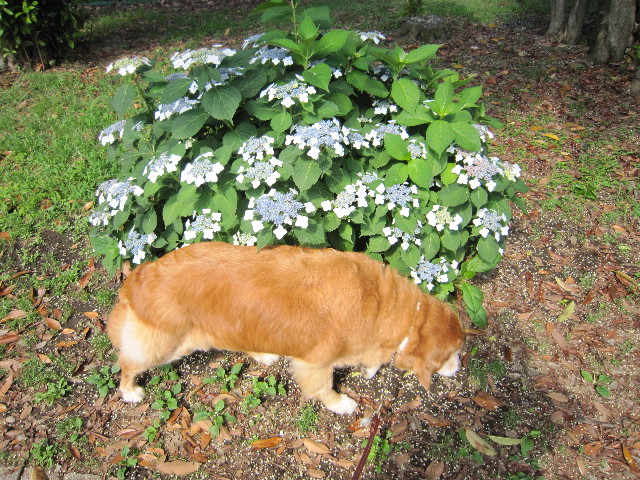 ファイル 1827-5.jpg