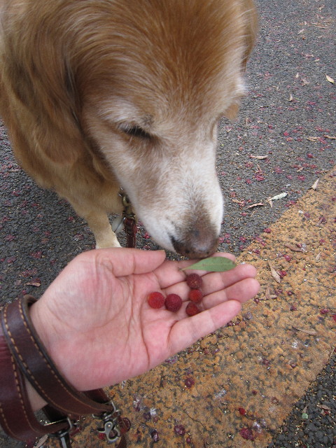 ファイル 1832-2.jpg