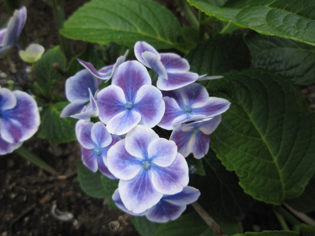 ファイル 1833-4.jpg