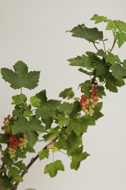 ファイル 1844-5.jpg