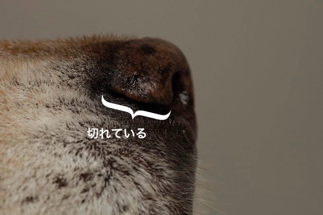 ファイル 1847-1.jpg