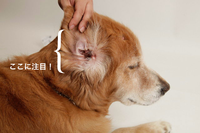 ファイル 1847-2.jpg