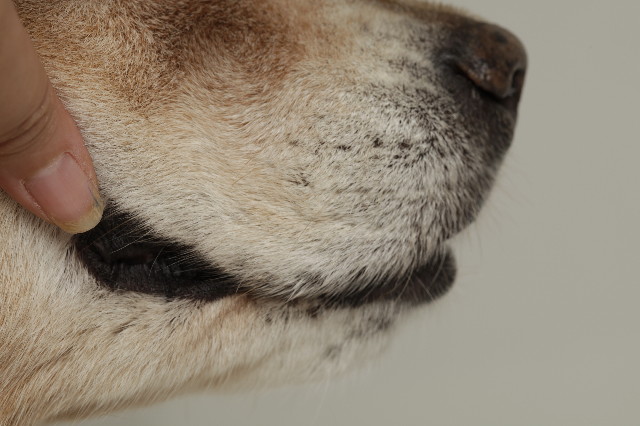 ファイル 1847-5.jpg