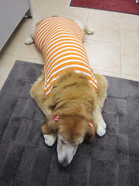 ファイル 1864-1.jpg