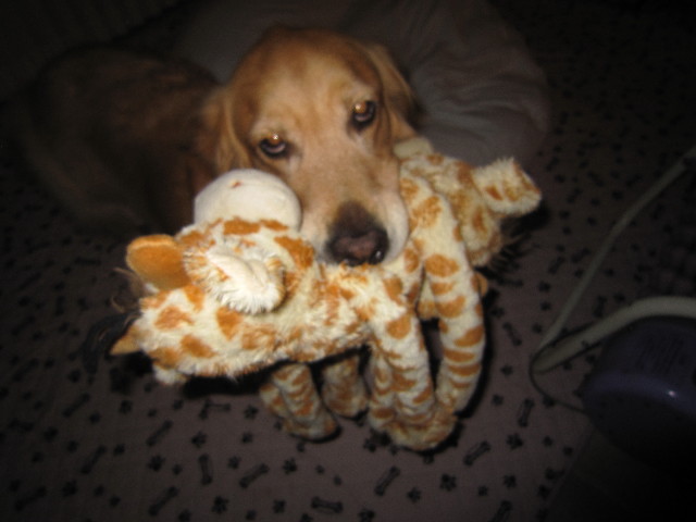 ファイル 1868-1.jpg