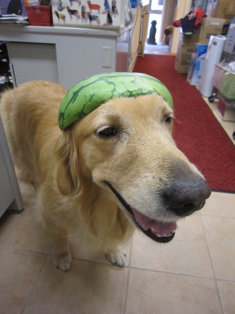 ファイル 1885-1.jpg