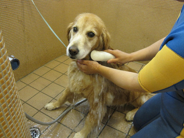 ファイル 1886-1.jpg