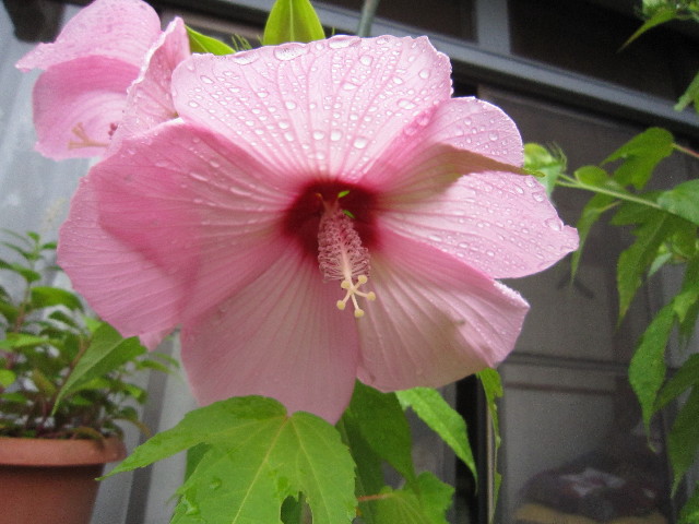 ファイル 1888-3.jpg