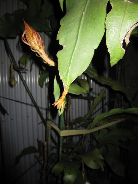 ファイル 1888-5.jpg