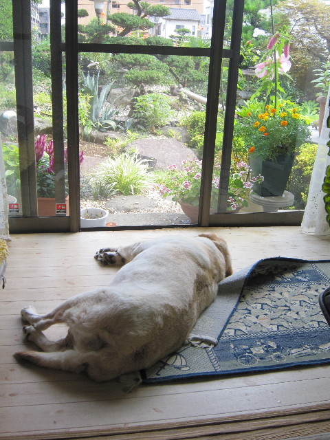 ファイル 1891-1.jpg