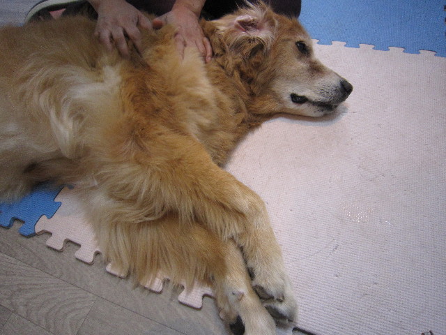 ファイル 1896-1.jpg