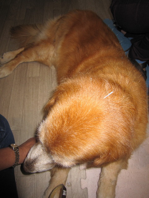 ファイル 1896-2.jpg