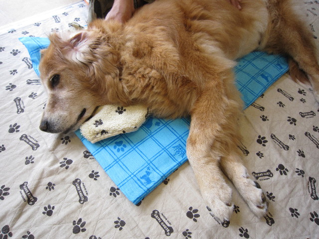 ファイル 1900-1.jpg