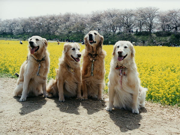 ファイル 1907-4.jpg