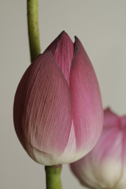 ファイル 1912-2.jpg