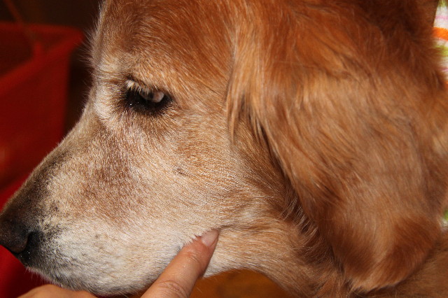 ファイル 1924-2.jpg