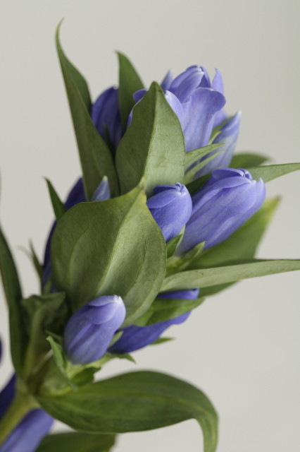 ファイル 1929-1.jpg