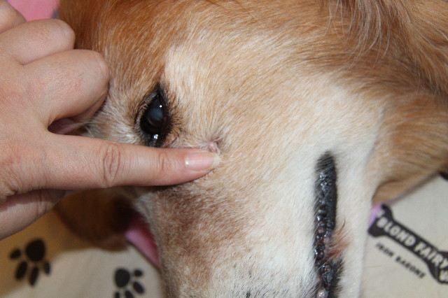 ファイル 1933-1.jpg