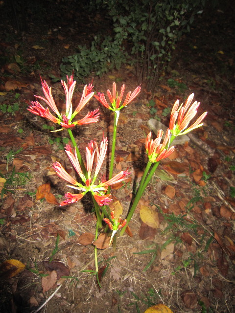 ファイル 1988-2.jpg