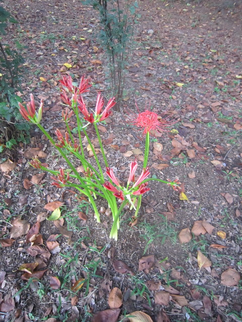 ファイル 1988-3.jpg