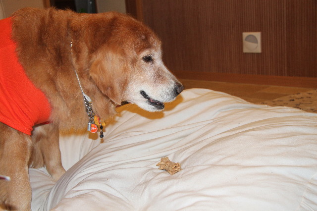 ファイル 2007-4.jpg