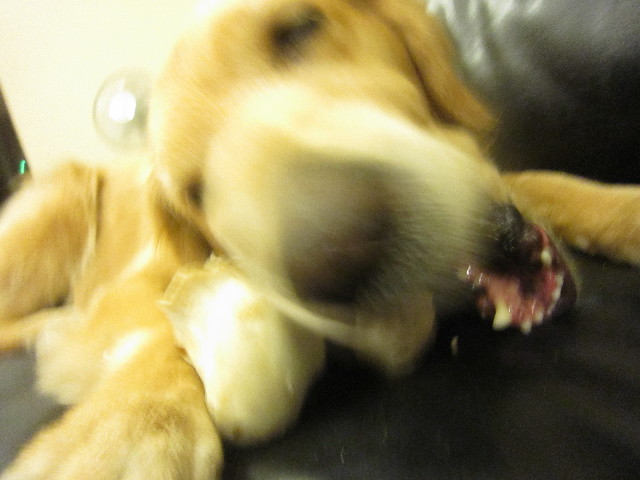 ファイル 2011-1.jpg