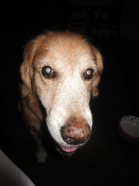 ファイル 2019-4.jpg