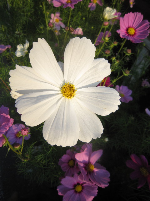 ファイル 2020-2.jpg