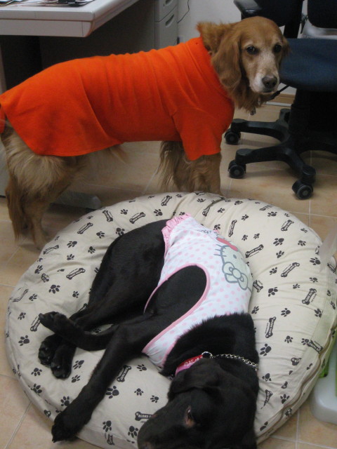 ファイル 204-1.jpg