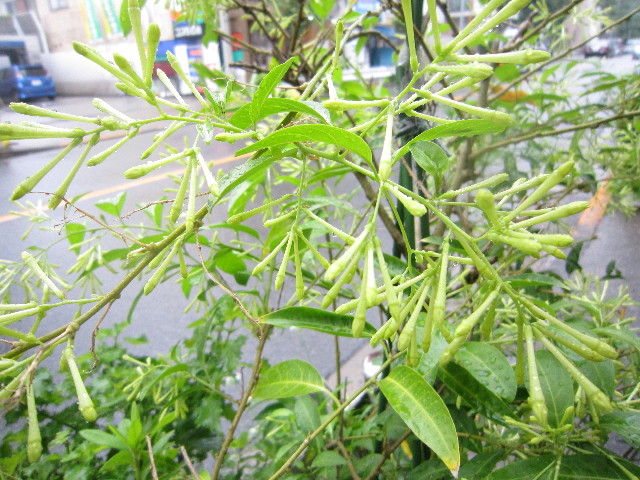 ファイル 2041-2.jpg