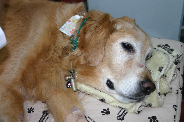 ファイル 2046-4.jpg